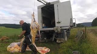 New Zealand Homekill Cattle x5