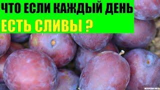 Что будет если каждый день есть сливы?