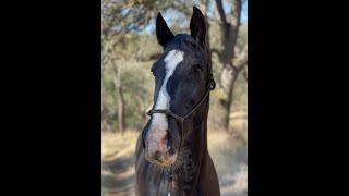 What's The Big Fuss About Mares- Mares vs Geldings -Gaited Horse Training