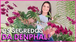 A ORQUÍDEA DENPHAL É DIFÍCIL DE CULTIVAR?