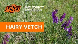Hairy Vetch - Kay County OSU Extension Field Reports