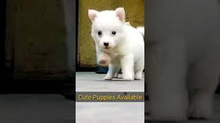 Cute Puppies are Available at Animals World Pets Clinic