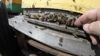 Beekeeper's blog - Inspection in the cold. Flying around bees