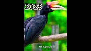 2023 Hornbill And 5000 Bce Hornbill | Mythology King  MS | #shorts #trending #viral #shortvideo