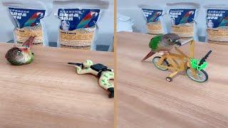 Smart Conure Doing Amazing Tricks