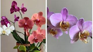 Новая орхидея Бомонд/Beaumont/Домашнее цветение орхидей/Амабилис без точки роста/Красная орхидея