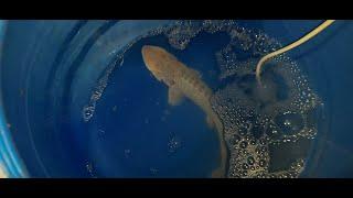 Large Amu Darya shovelnose sturgeon. Nukus Balyk fish propagation facility,  Uzbekistan. April 2024