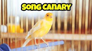 Song Canary Ultimate Care Guide  Pet birds for beginners
