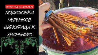 Подготовка черенков винограда к хранению.