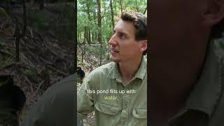 Poisonous Red-Backed Frog Eggs Hatching!  #untamed #shorts #frogs #timfaulkner