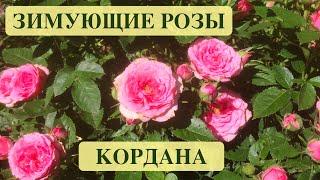 РОЗЫ КОРДАНА. ЗИМУЮЩИЕ БЕЗ УКРЫТИЯ. КОЛОКОЛЬЧИК САДОВЫЙ. Roses in the garden.  Landscape design.