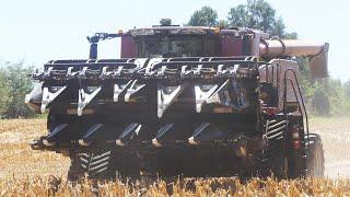 CASE IH 8260 AXIAL-FLOW working during CORN HARVEST 2024