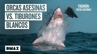 Así aniquilan las orcas asesinas a los tiburones blancos  | Tiburones