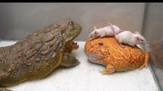 Huge Pacman Frog & Giant African Bullfrog Eats Mice | Warning Live Feeding