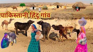 The Life Of Hindu In Pakistan || Pakistani Hindu Village Life || Pakistan village life