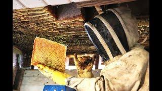 Extreme Honey Bee Hive Removal | SO MUCH HONEY | Honey Bees in the Ceiling!