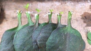 How to plant Kalanchoe leaves in plastic bottles | Bryophyllum calycinum