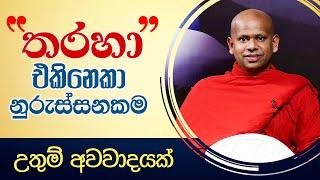 තරහා එකිනෙකා නූරුස්සනකම (උතුම් අවවාදයක්)  ‍| Ven Welimada Saddaseela Thero