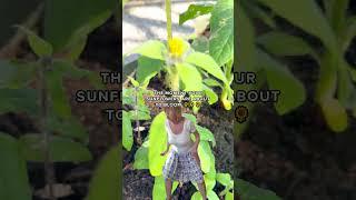 Hold on to your hats! Our Sunflowers we planted into a Lil’ Shorty, are about to bloom!  #gardening