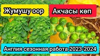 Жумушу Оор, АКЧАСЫ көп Англияда капуста терсениз болот / СапарТВ