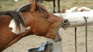 It's a Hard Knock Life|| Equine bloopers