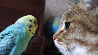 Попугай говорит с котом. Прикольное видео.