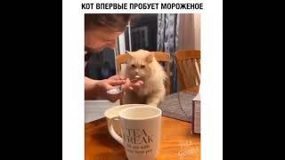 кот впервые пробует мороженное 