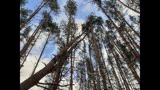 Зависшее дерево. Как правильно валить? Вариант сервировки.