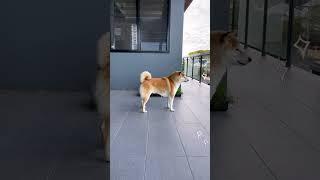 Light up your friends' day with this cute Shiba Inu video. #shibainu #forward