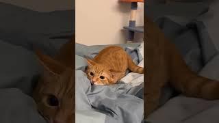 Happy Weekend #cat #fypシ゚viral #fypシ゚viral #fyp #shortsfeed #shortvideo #shorts #short #youtube