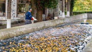 A Cosy Fish Farm For Breeding The Trout! Here They Milk Caviar Directly From Live Fish