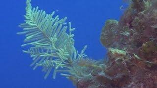 Gorgonians and Sponges, Belize Scuba Diving