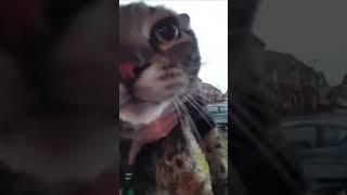 Кот мяукает в камеру с разными звуками #shorts #shortvideo #meme #cat