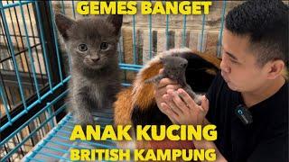 ANAK KUCING BRITISH KAMPUNG LUCU BANGET GEMESIN