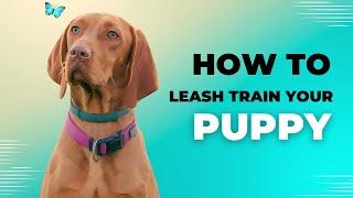 Loose Leash Walking 101: Tips to Curb Your Dog’s Pulling Instinct