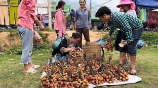 Harvesting Lychee goes to the market sell, Buy more pets Vàng Hoa, king king kong amazon