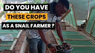 Must Have Crops For Every Snail Farmer || Snail Farming For Beginners #snailfarming #landsnail