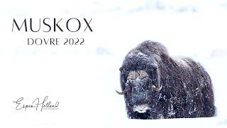 Dovre Muskox Wildlife Photography Adventure 2022