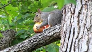 Squirrel Eating Apple It Took Up Into the Tree