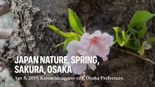 Japan Nature | Alam Jepang : Spring, Sakura, Kawachinagano, Osaka