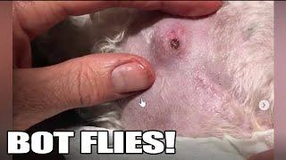 Bot Fly Removal!  Top 10 Bot Fly Removal of All Time!