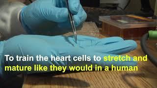 Biomedical Engineers grow living heart tissues on a chip