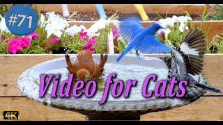 Uninterrupted CatTV  Birds Splashing in a  Birdbath Video for Cats and Dogs