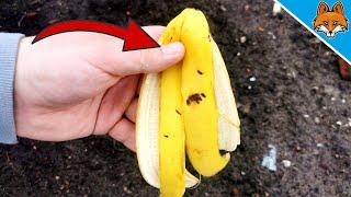 Bury Banana Peel in your Garden and WATCH WHAT HAPPENS 