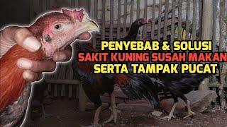 Cara Mengobati Ayam Pucat | Cara Mengobati Ayam Penyakit Kuning