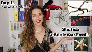 STARFISH (& brittle stars) - Day 14 Fossil Advent Calendar