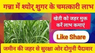 श्योरशुगर से मिले गन्ना में चमत्कारिक लाभ #shyosugar #shyorsugarvideo #ganna #ganna_parchi_calendar