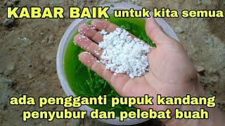 saya tidak mengunakan pupuk kandang penyubur dan pelebat buah lagi setelah tau ada penggantinya