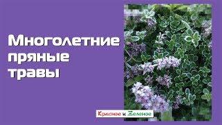 Многолетние пряные травы в саду. Сорта, выращивание, применение