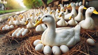 Raising Laying Ducks - How To Raise Laying Ducks For Eggs - Duck Business